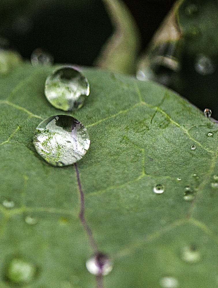 11. Platz Rudi Schmid